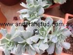 echeveria_runyonii_Cooks_Pride